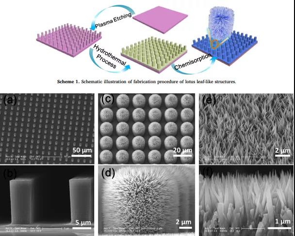 图4. 仿生结构制备路线及其表面形貌