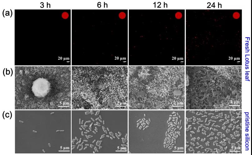 图3. 荷叶表面抗菌性能测试结果
